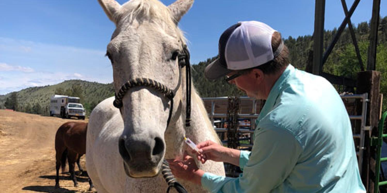 A man in a light blue shirt and baseball cap administers an injection to a white horse in a rural outdoor setting.