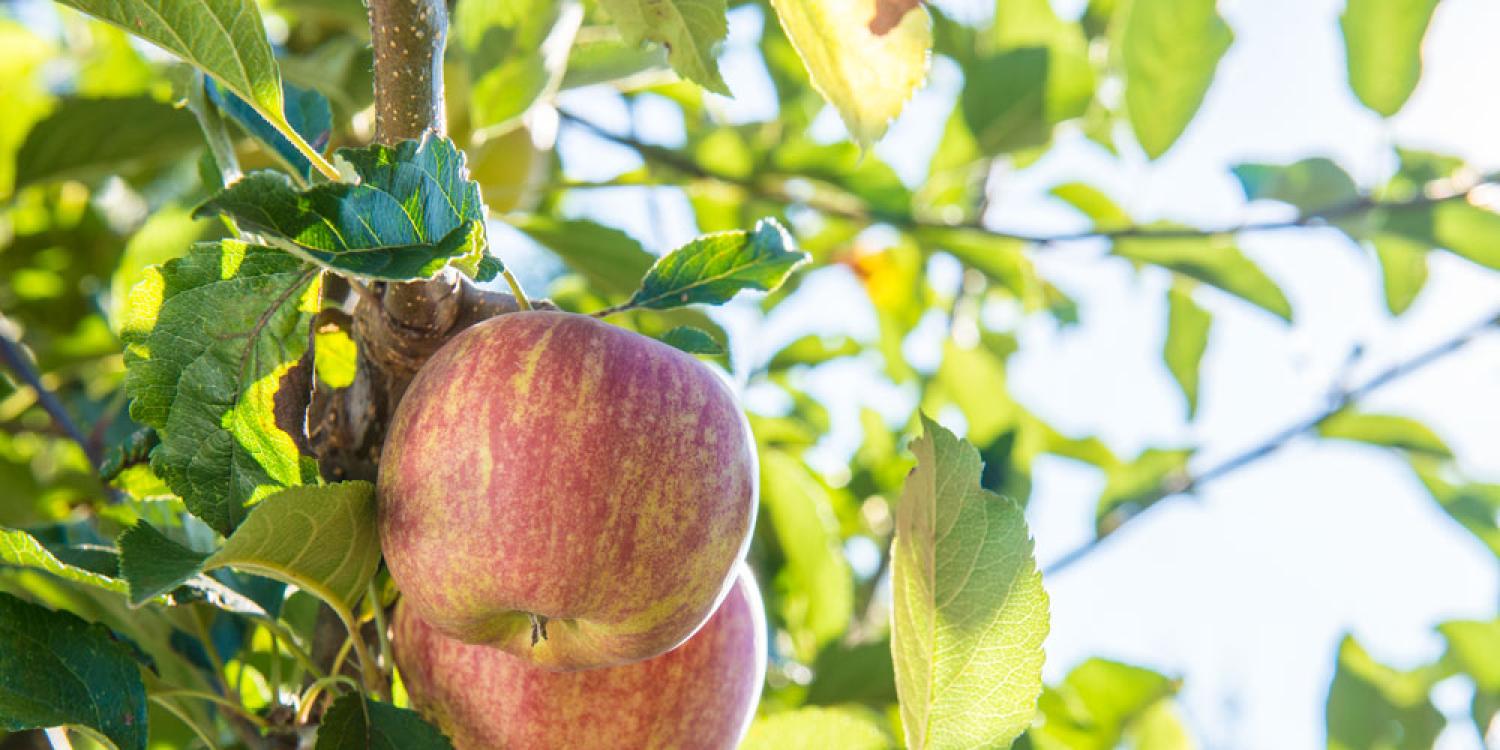 Two ripening apples hang from a tree branch, surrounded by green leaves and sunlight filtering through.
