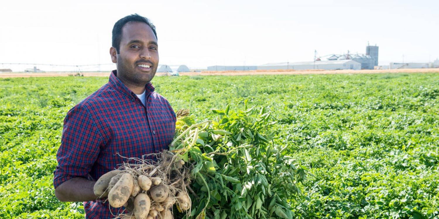 A man stands smiling in a potato field on a sunny day, holding up a freshly harvested potato plant with tubers still attached.