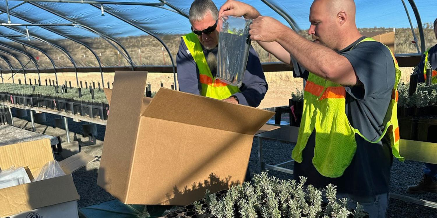 Two men are putting sagebrush seedlings in boxes in a greenhouse.