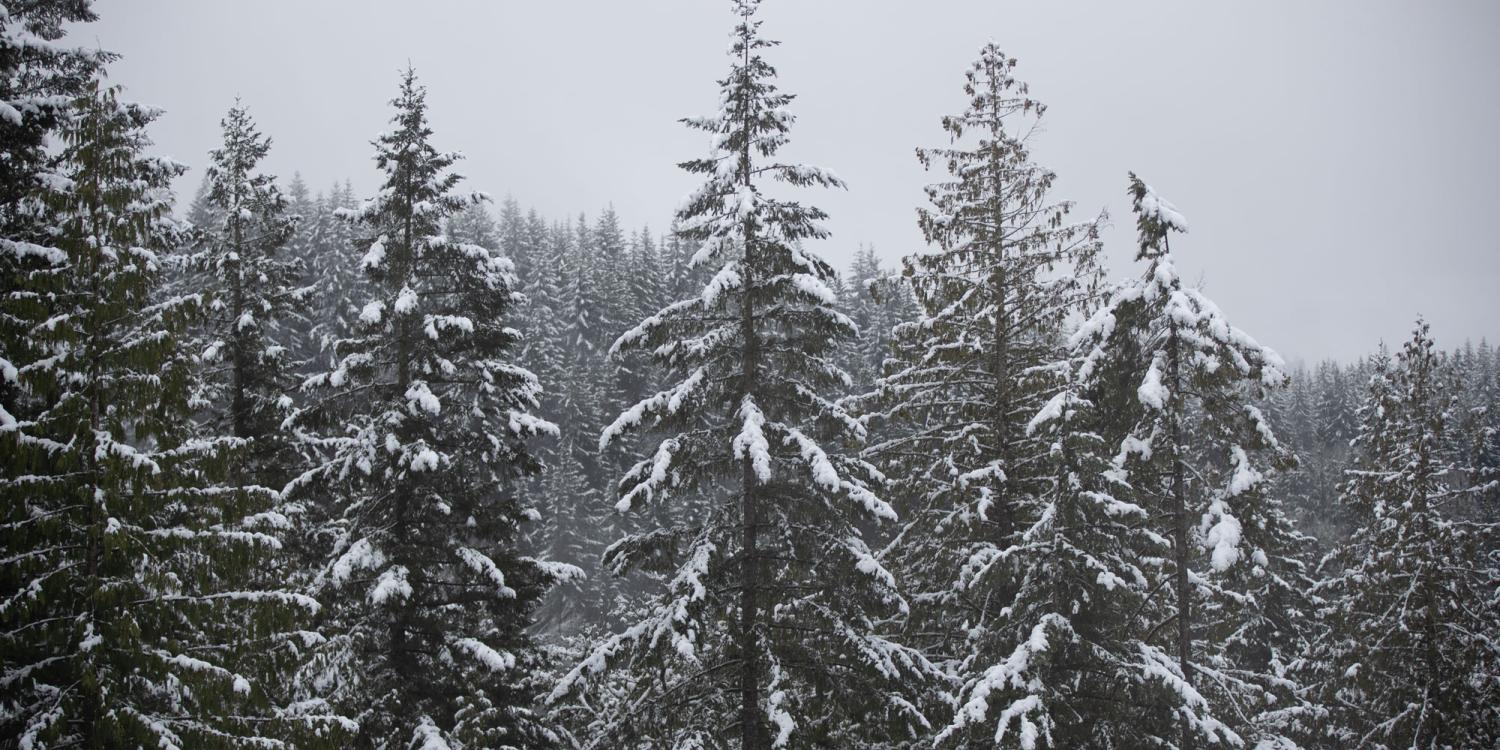 Snow covers trees at the Hopkins Demonstration Forest in Clackamas County, Oregon.