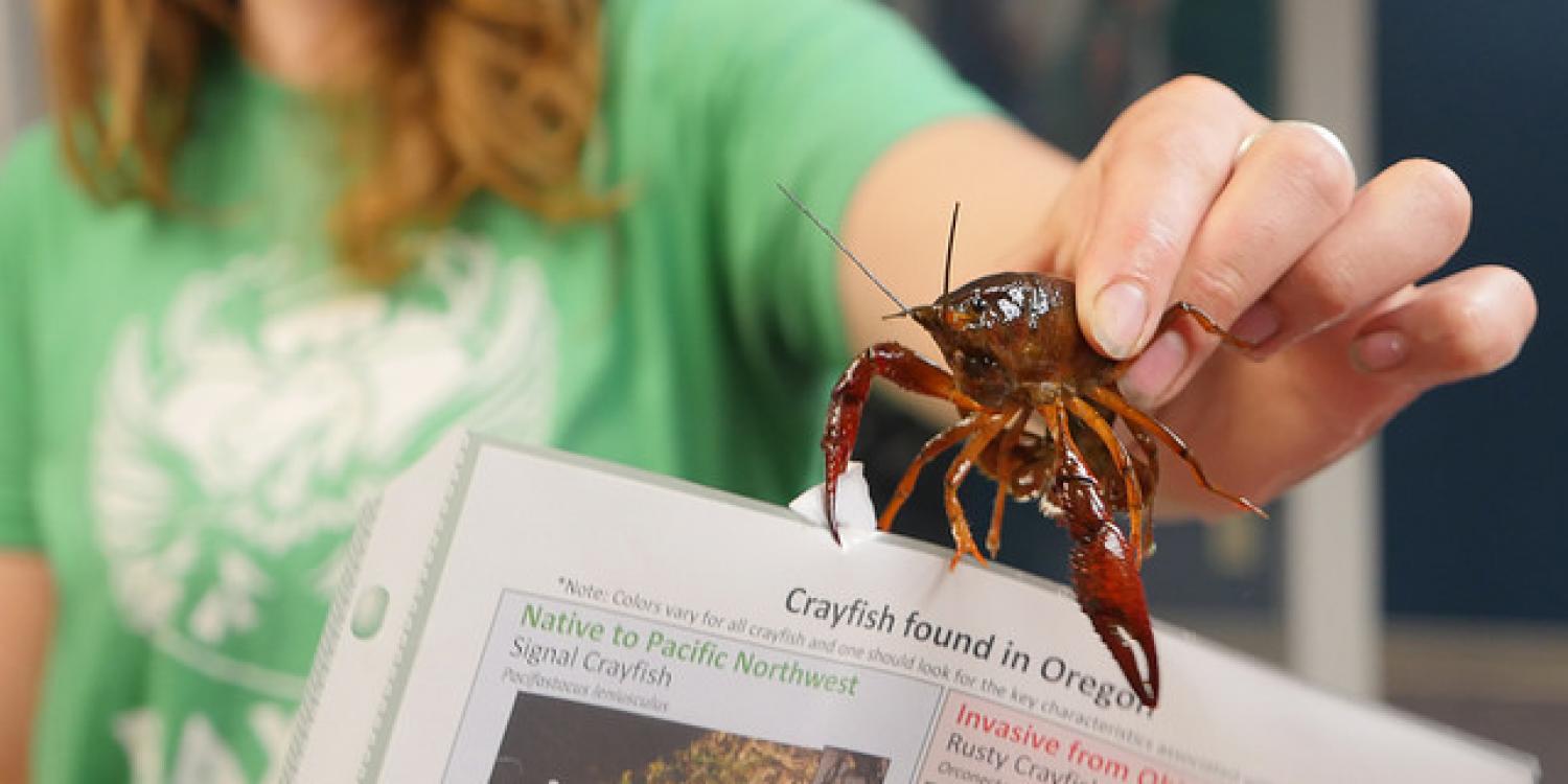 red swamp crayfish facts