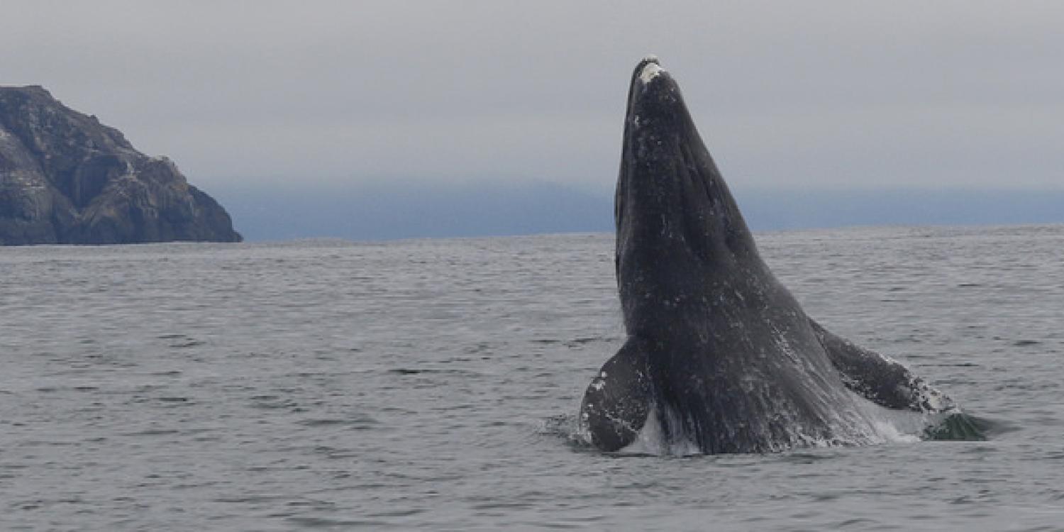 A gray whale breaches near Port Orford, Oregon.