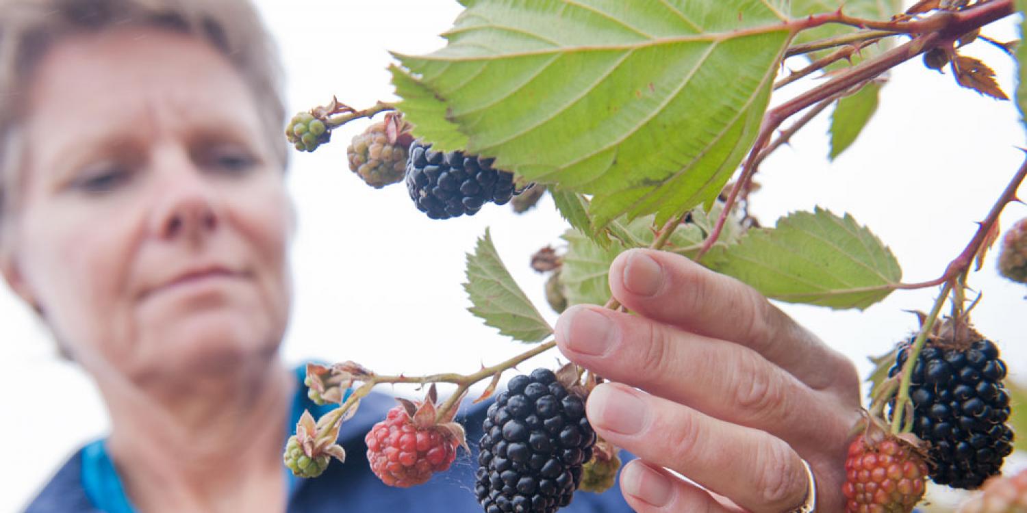 A person closely inspects a cluster of ripening blackberries on the vine, gently holding the branch with one hand.