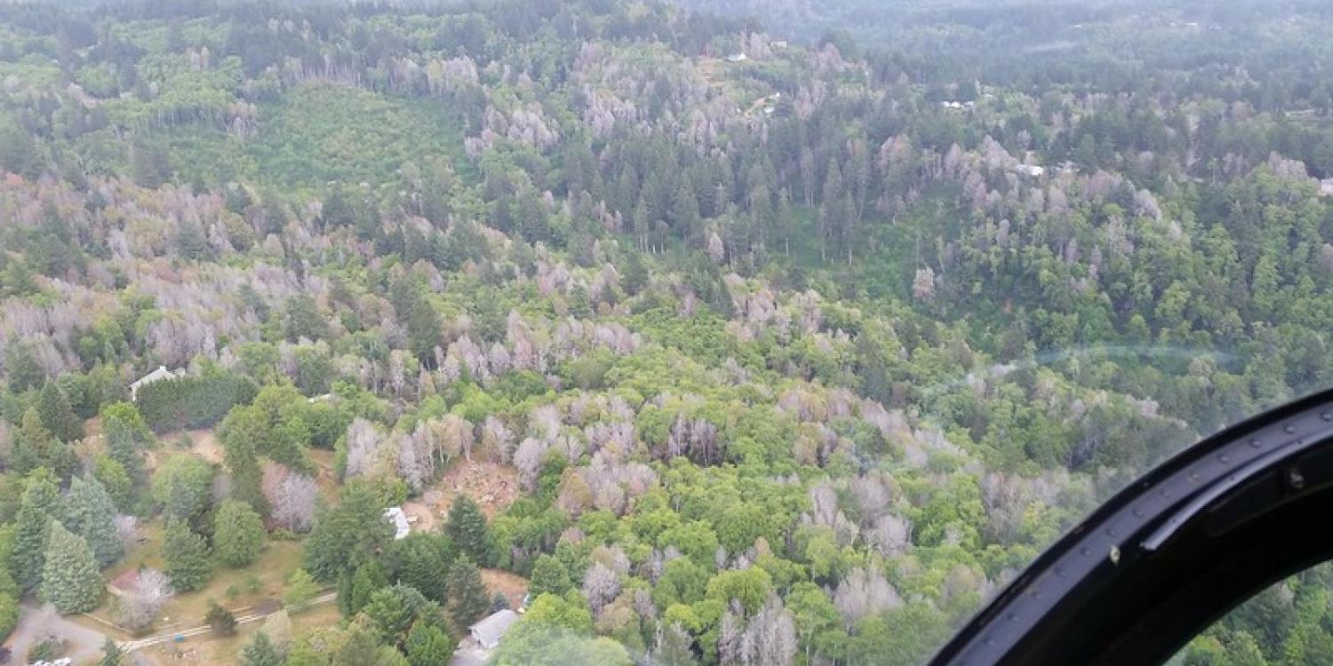 •	Recent and long dead tanoak trees are seen from the air outside of Brookings, Oregon.