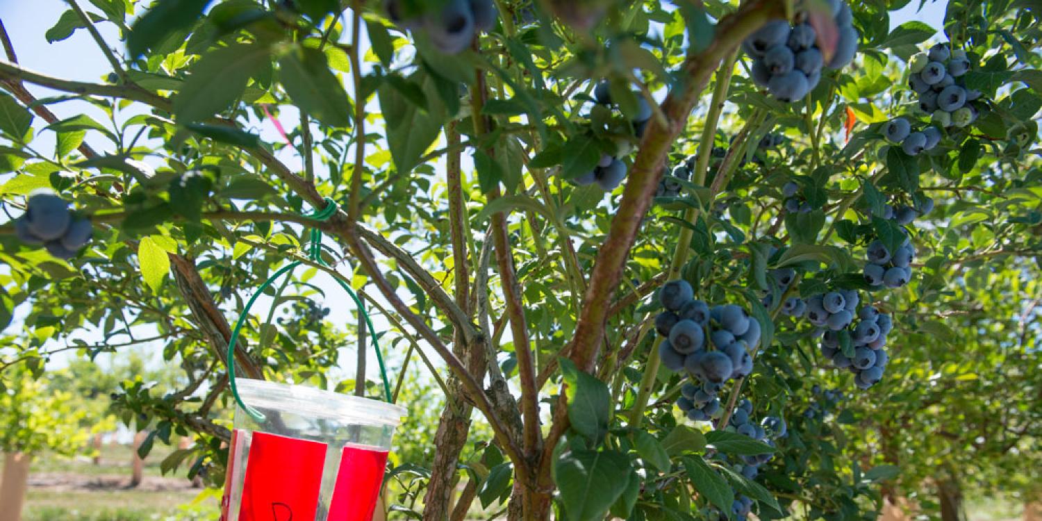 A red insect trap hangs from a blueberry bush, surrounded by clusters of ripe fruit in a sunlit orchard.