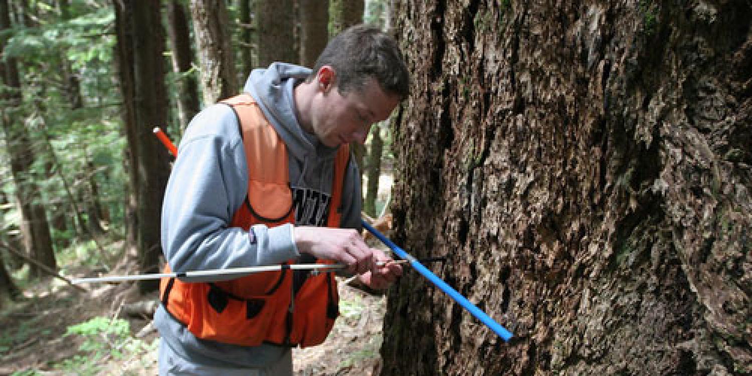 Bryan Black, a former forestry researcher at Oregon State University, takes coring samples of a tree as part of studies on Swiss needle cast, a serious epidemic in the Pacific Northwest Coast Range. 