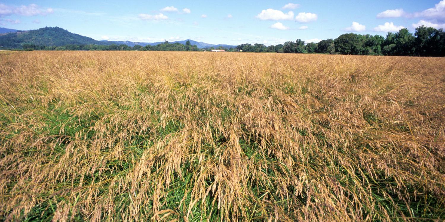 Tall fescue grass grows in a Willamette Valley field. The Oregon Coast Range is in the background.
