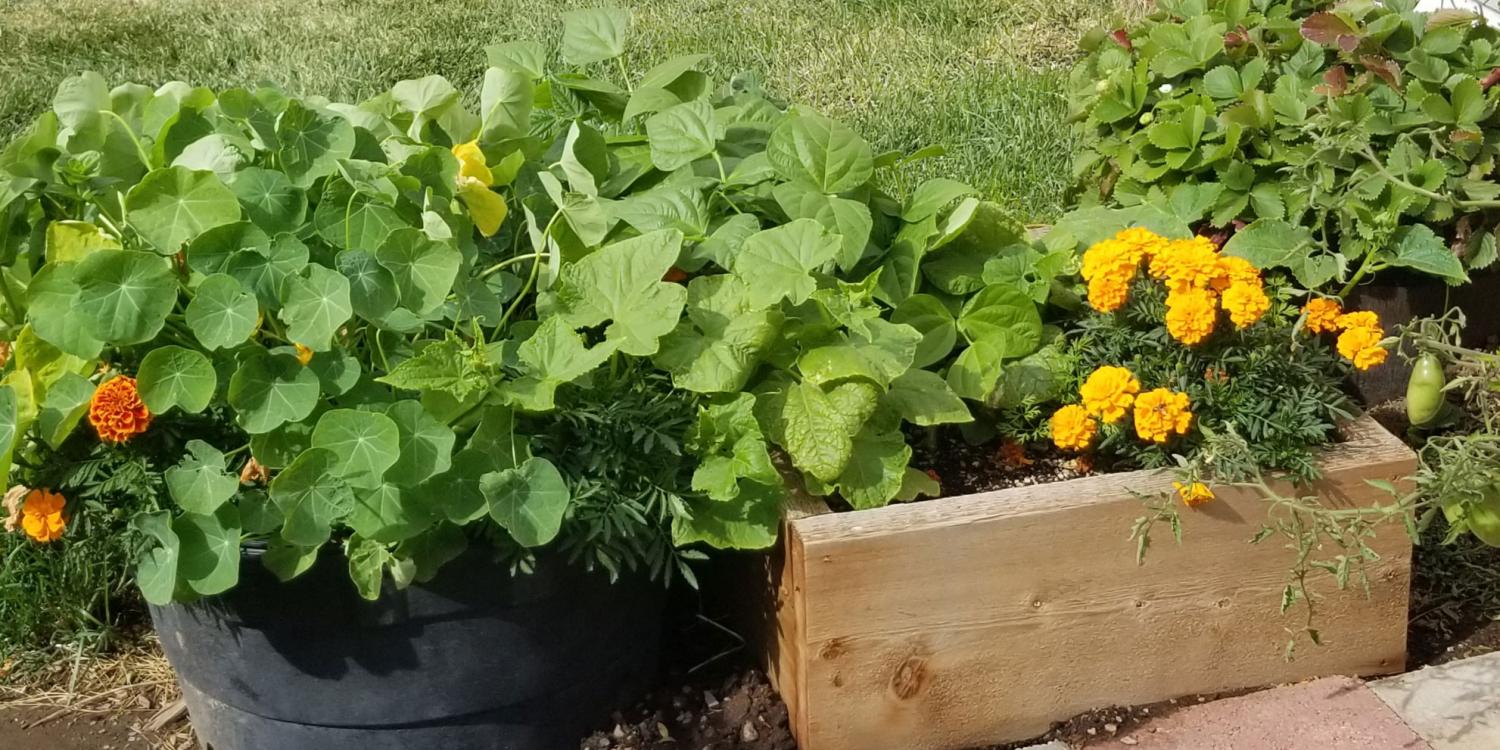 Vegetables and flowers growing in the Warm Springs garden box.