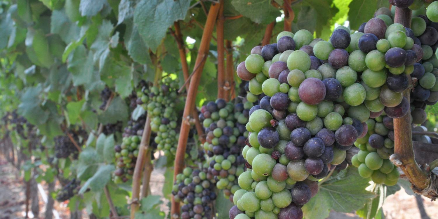 Wine grapes in an Oregon vineyard.