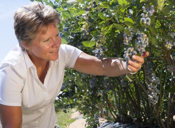 A woman examines a cluster of ripe blueberries growing on a bush in a sunny outdoor setting.