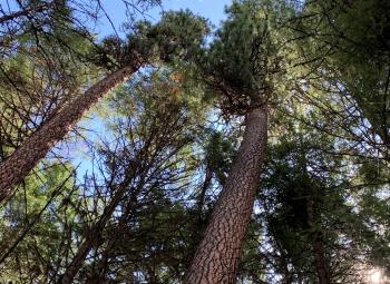 Looking up at tall mixed conifer trees in a dense forest with sunlight filtering through the branches.