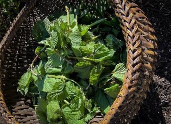 Native Indigenous people use stinging nettle for medicine, ceremony and as a food source.