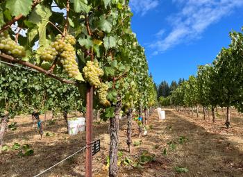 An OSU study showed that vineyard leaf removal becomes a critical cultural practice to prevent disease development in combination with fungicides.