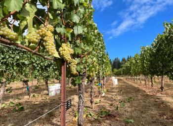 Clusters of ripe Chardonnay grapes hang from neatly trellised vines in a sunlit vineyard under a bright blue sky.
