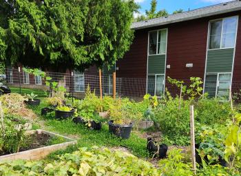 A lush community garden with raised beds and container plants grows in front of a red and green apartment building.