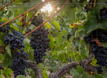 Syrah grapes in a vineyard in Umatilla County.