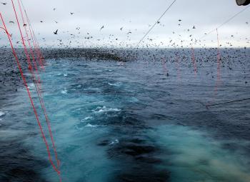 A large flock of seabirds flies above the ocean behind a fishing vessel, where red bird-scaring lines are strung to deter them from the ship’s wake.