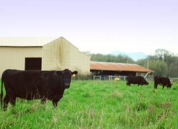 Several black cows graze in a green pasture near light-colored barn buildings under a pale sky.