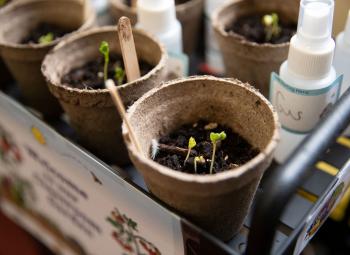 Small green radish sprouts emerge from soil-filled biodegradable pots, surrounded by labeled spray bottles for watering.