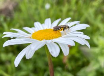 A small bee rests on the bright yellow center of a white Shasta daisy, set against a softly blurred green background.