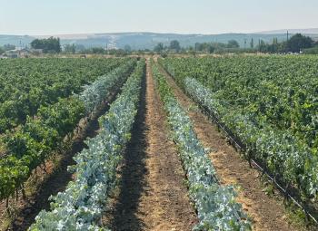 A vineyard shows alternating rows of grapevines, with some leaves coated in a white substance as part of a kaolin clay trial under sunny skies.