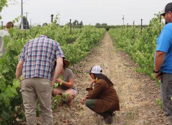 A group of people examine grapevines in a vineyard during an educational field tour.