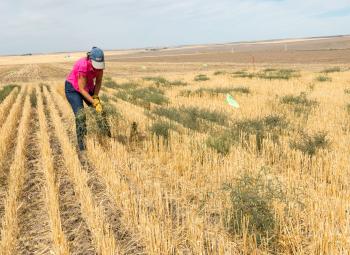 A person works in a dry agricultural field, pulling up Russian thistle plants among rows of wheat stubble under a bright sky.