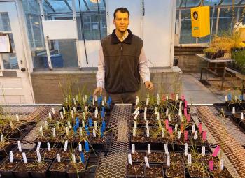 A man stands in a greenhouse behind trays of young plants labeled with colored tags for a research or screening experiment.