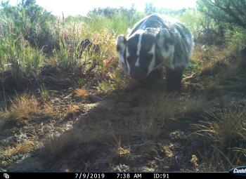 A trail camera captured a clear image of an American badger walking along a dry, grassy path in a sagebrush habitat.