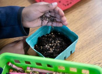 A child’s hand sprinkles mixed seeds into a small teal container filled with soil on a classroom table.