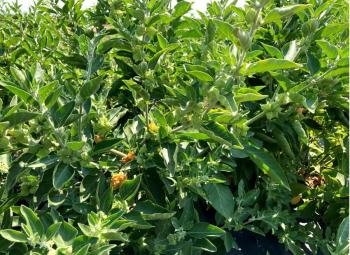 A dense planting of ashwagandha shows clusters of elongated green leaves and small papery husks developing along the stems under bright sun.