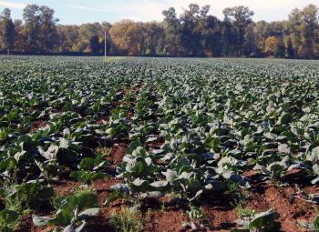 A large field of young cabbage plants grows in neat rows, with trees lining the edge of the farm in the background.