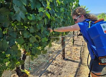 Sarah Caballero, a graduate student, applies a spray treatment to grape clusters in a vineyard row, testing a protective coating on grapes growing on the vine.