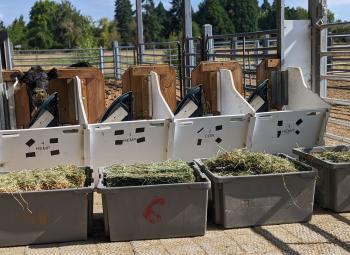 A cow stands in individual feeding stalls labeled for different diets, including hemp, with tubs of chopped forage placed in front for a controlled feeding study.