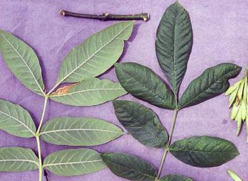 Leaves, a twig and clusters of winged seeds from an Oregon ash tree are arranged on a purple background for identification.