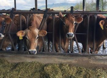 Brown dairy cows stand side by side in a barn, looking through metal feed rails toward a pile of chopped forage.