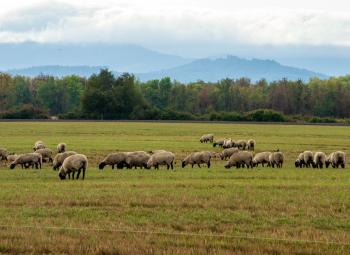 A flock of sheep graze across a wide pasture, with trees and misty hills in the background under a cloudy sky.