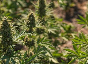 Close-up of flowering hemp plants growing in a field, with green leaves and dense buds visible in rows.