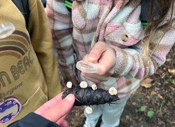 Two youths examine a pine cone covered with small white mushrooms, holding magnifying lenses during an outdoor learning activity.