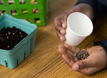 A child pours small seeds from a white cup into their hand beside a container filled with soil on a wooden table.