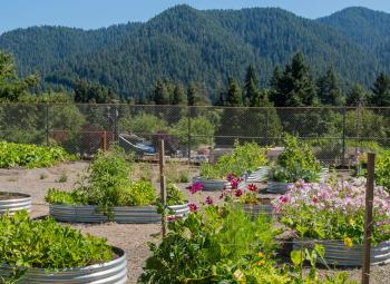 Raised garden beds filled with vegetables and flowers at a school garden, with forested hills in the background.