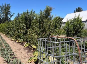 Rows of vegetables and fruit trees grow beside a greenhouse and barn on a sunny farm, with irrigation equipment in the foreground.