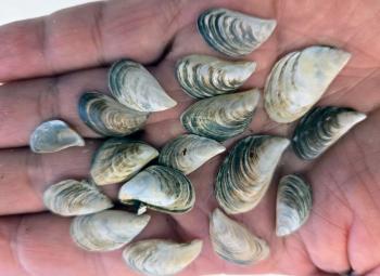 Small quagga mussel shells rest in a person’s palm, showing their striped, triangular shape.