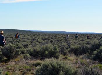 Participants walk through sagebrush rangeland during a field course on rangeland ecology and management.