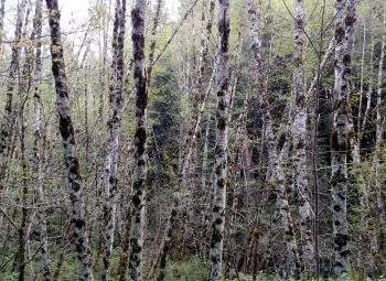Stand of slender red alder trees with mottled bark and fresh spring leaves growing on a forested slope.