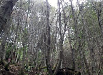 Stand of trees on a forested hillside showing thinning canopy and dieback typical of sudden oak death infection.