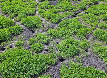 Low clover plants are patchy across bare soil, dotted with small holes and trails from vole activity.