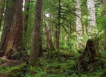 Dense old-growth forest with towering trees, moss-covered trunks, ferns and fallen stumps under filtered sunlight.
