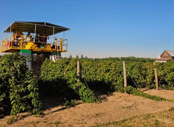 Mechanical harvester moves through rows of blackberry plants as workers ride on the platform in a cultivated field with a barn in the background.